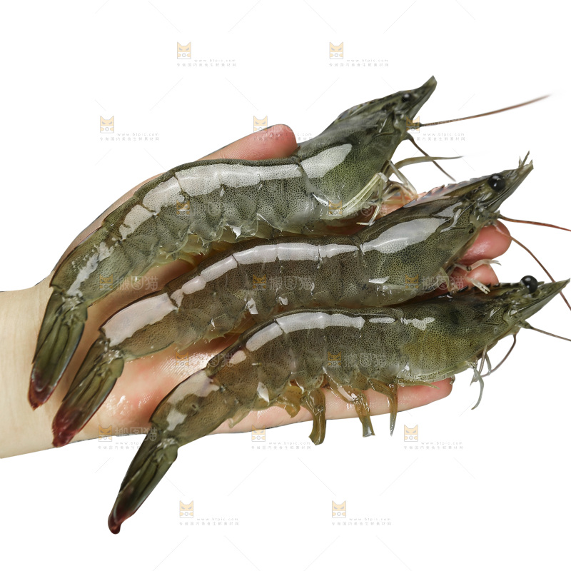 白底上的大青虾