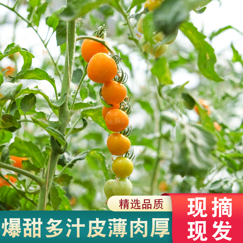 大片黄金圣女果
