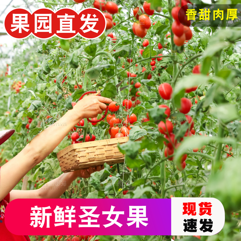 番茄藤上的小番茄