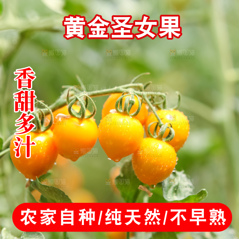 大片黄金圣女果
