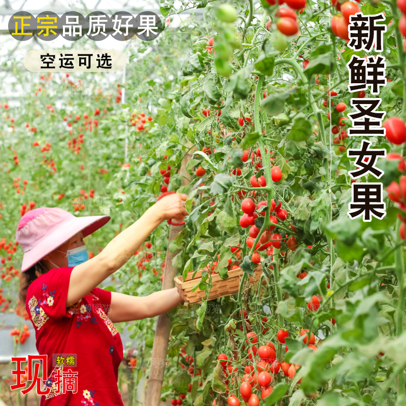 番茄藤上的小番茄