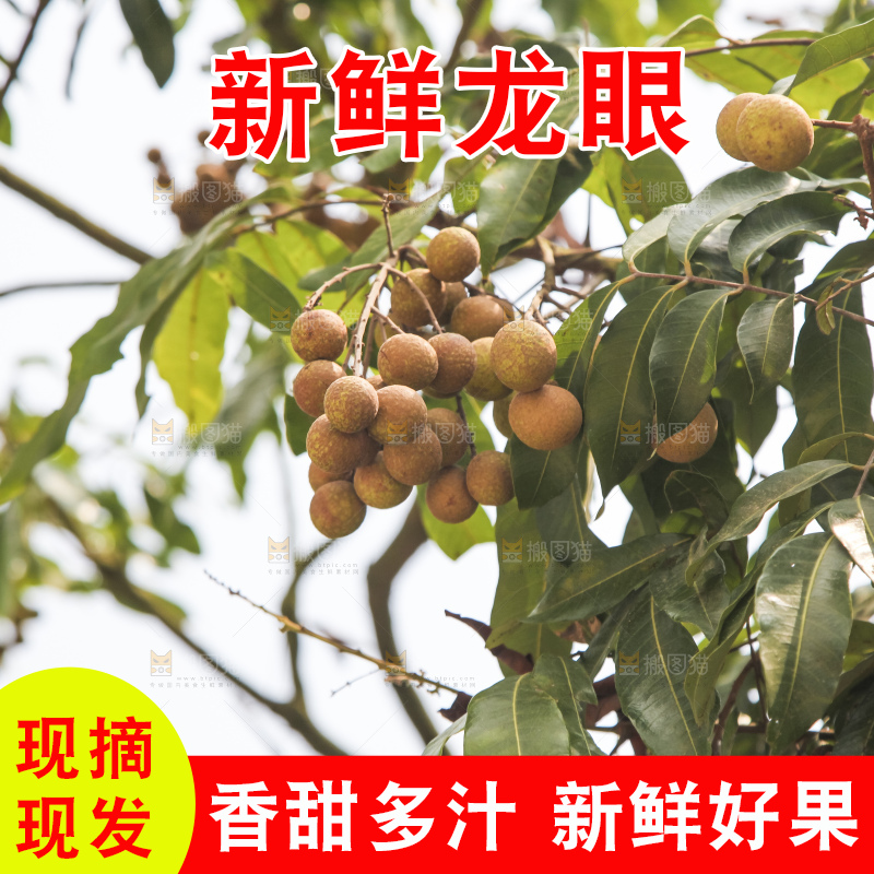 树上的新鲜龙眼