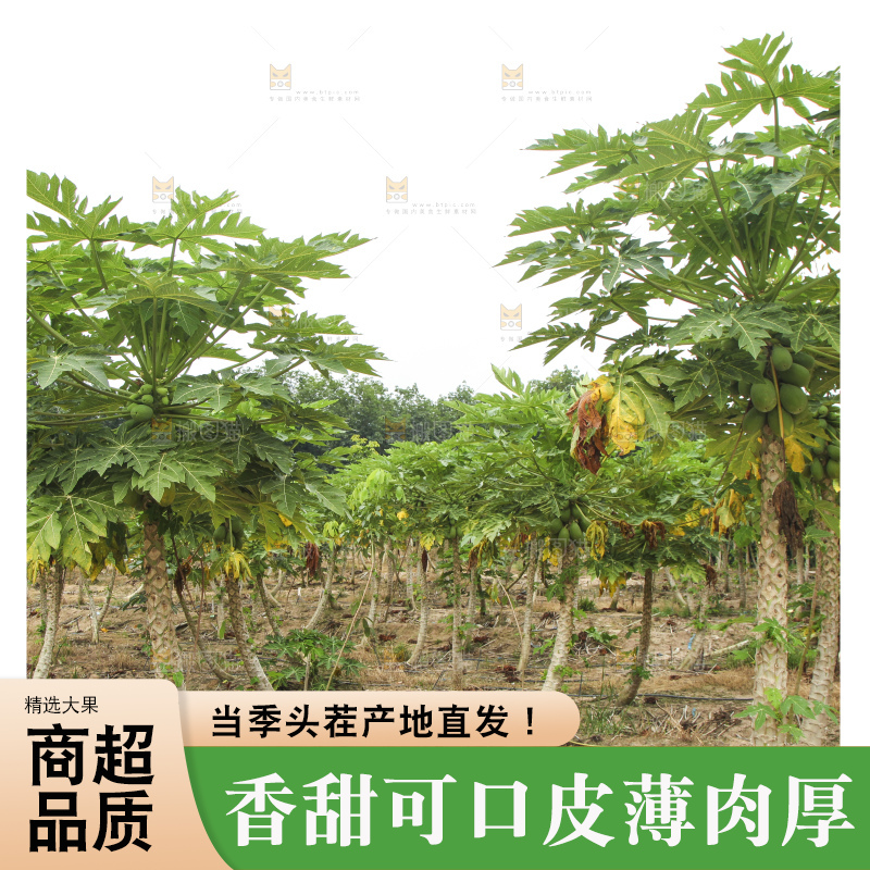 树上的木瓜