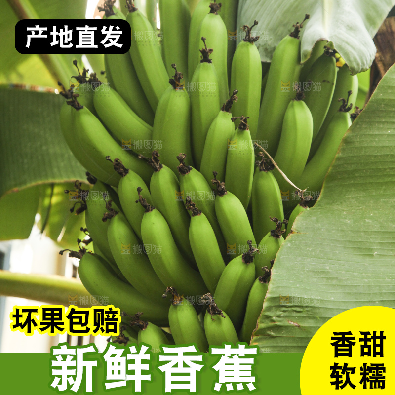 树上的新鲜香蕉