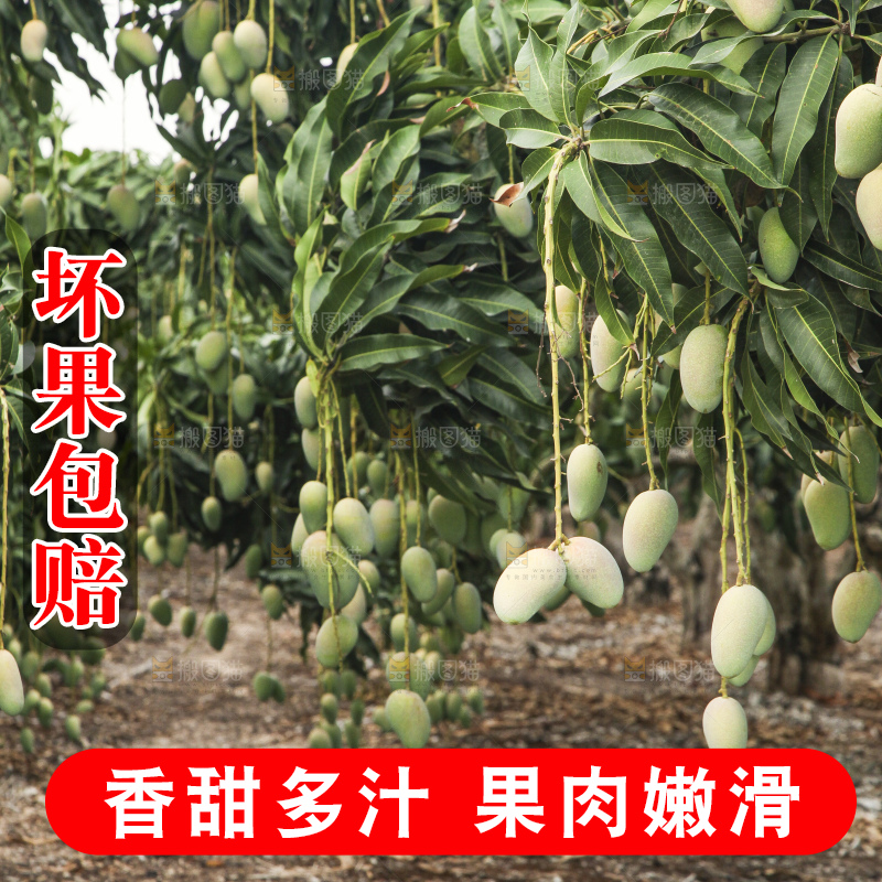 树上的小台芒