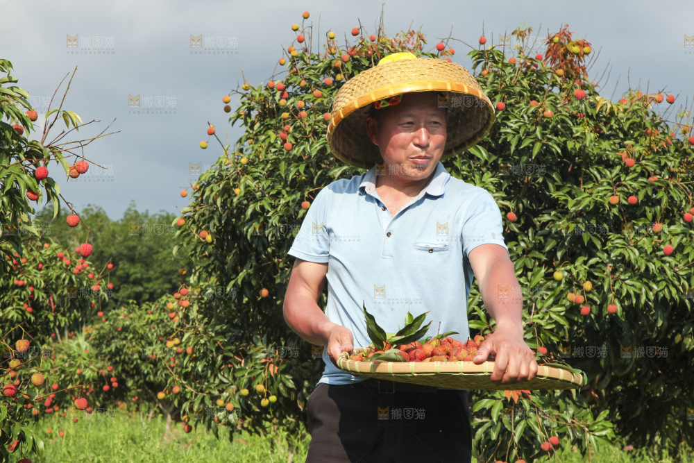 树上的荔枝