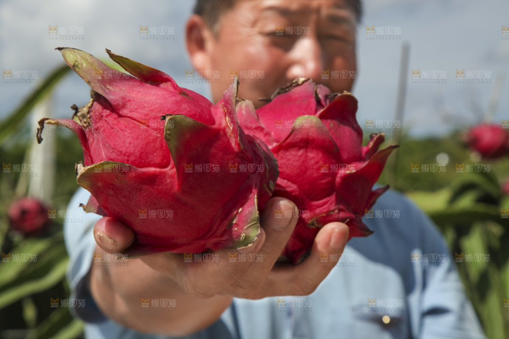火龙果产地