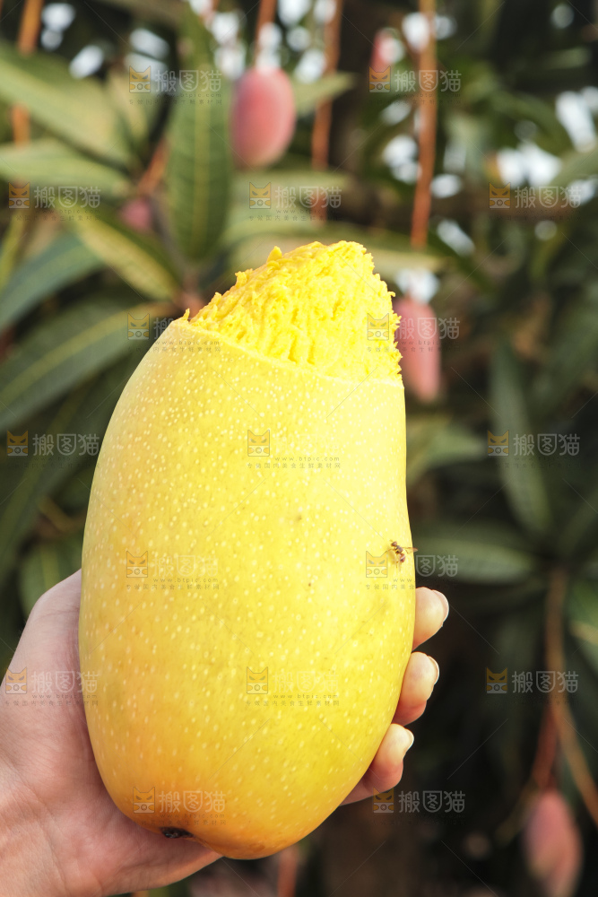 手里拿着金煌芒