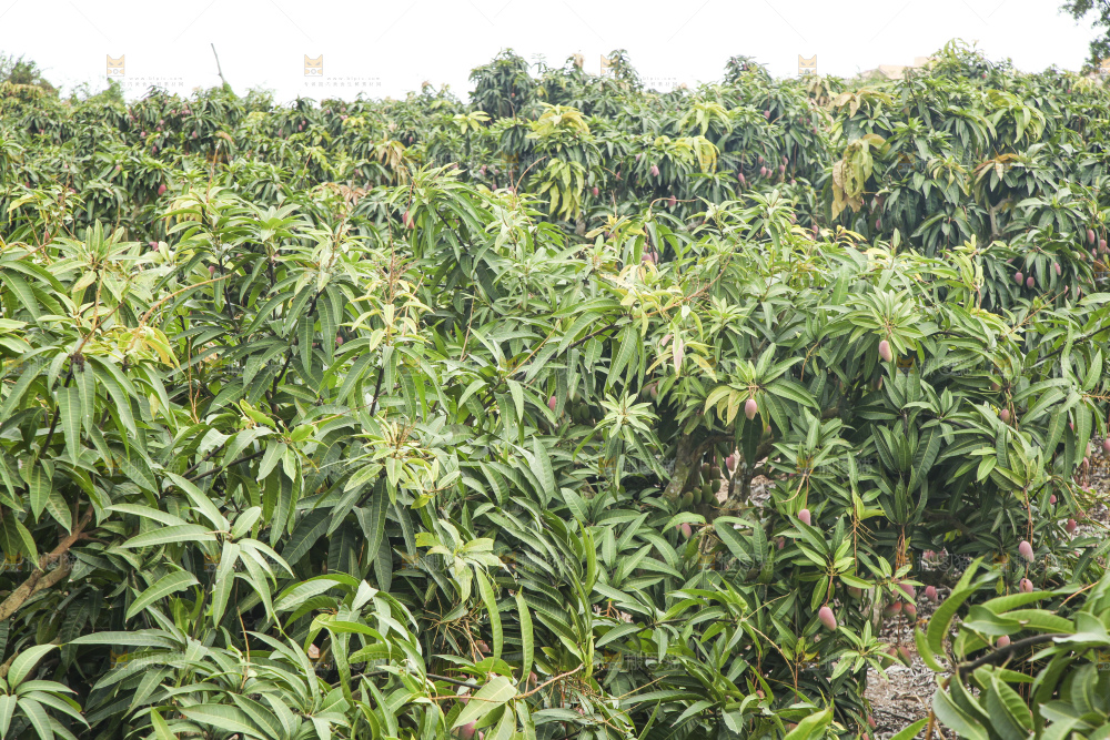 树上的新鲜芒果