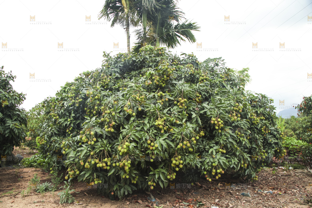 树上的荔枝