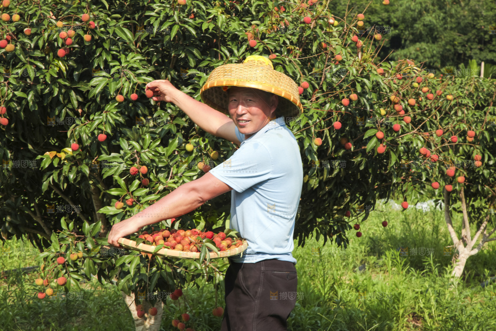 树上的荔枝