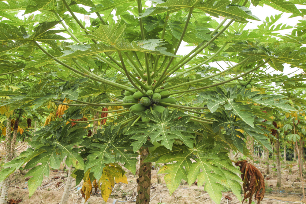 树上的木瓜