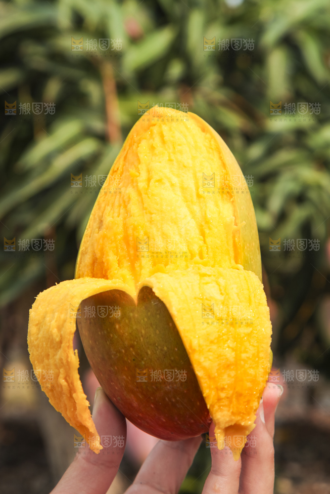 树上的新鲜芒果