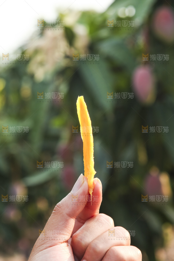 树上的新鲜芒果