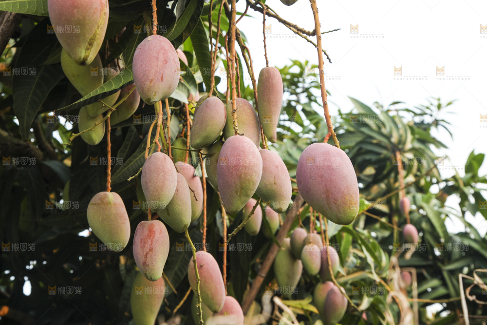 树上的新鲜芒果
