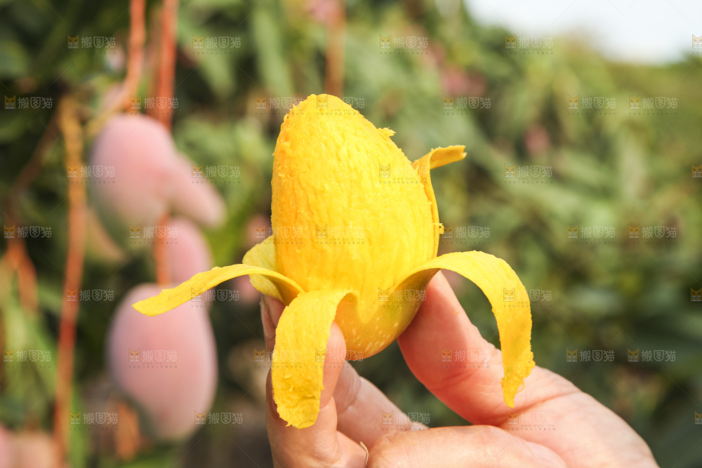 树上的新鲜芒果