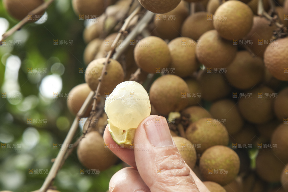 树上的新鲜龙眼