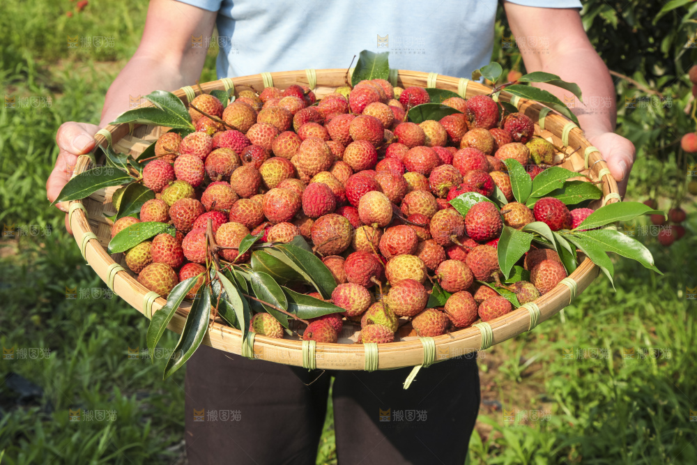 树上的荔枝