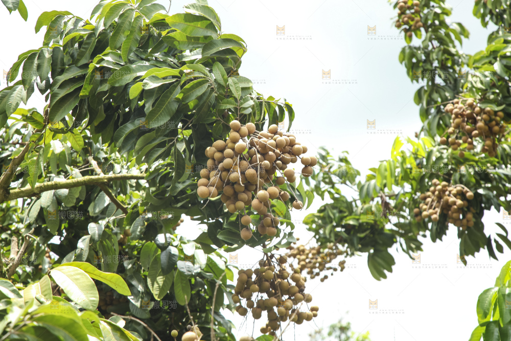 树上的新鲜龙眼