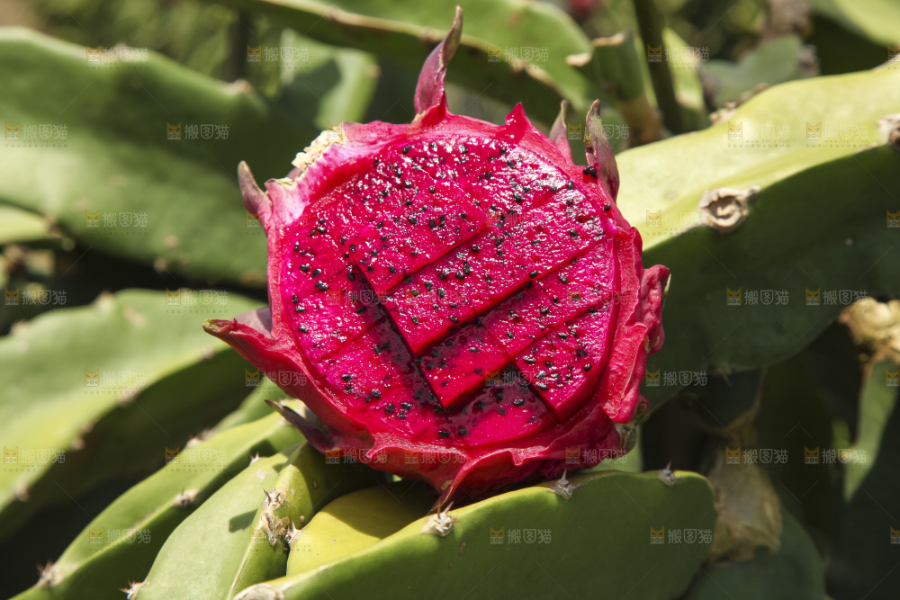 火龙果产地