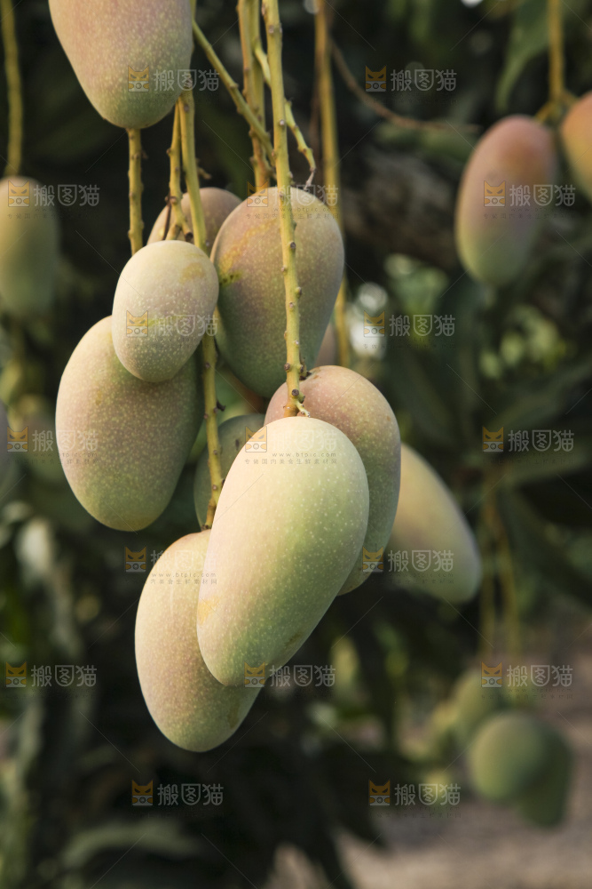 树上的新鲜芒果