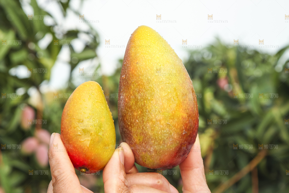 树上的新鲜芒果