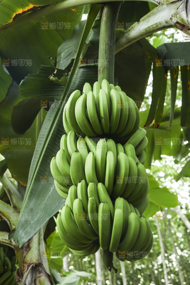 树上的新鲜香蕉