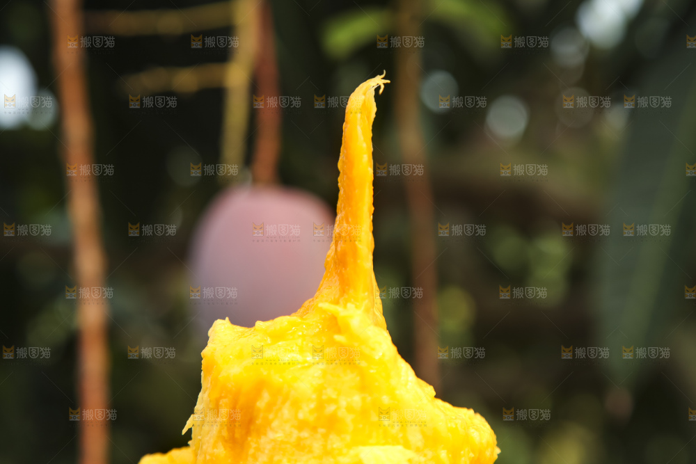 树上的新鲜芒果