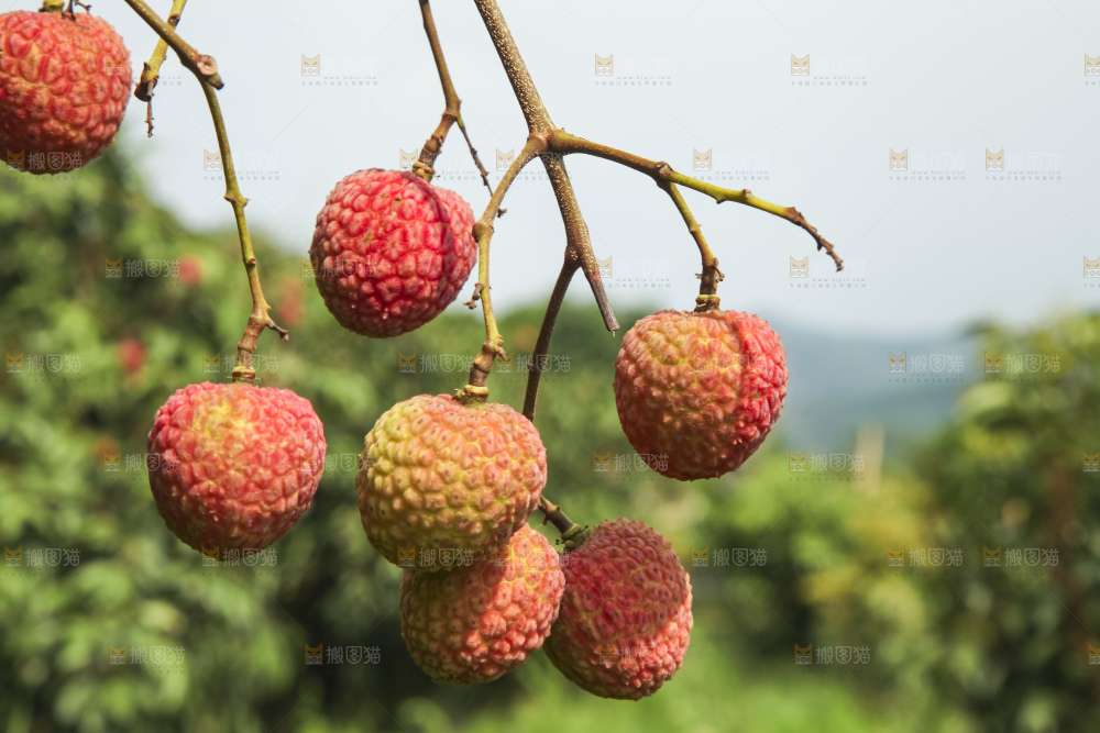 树上的荔枝