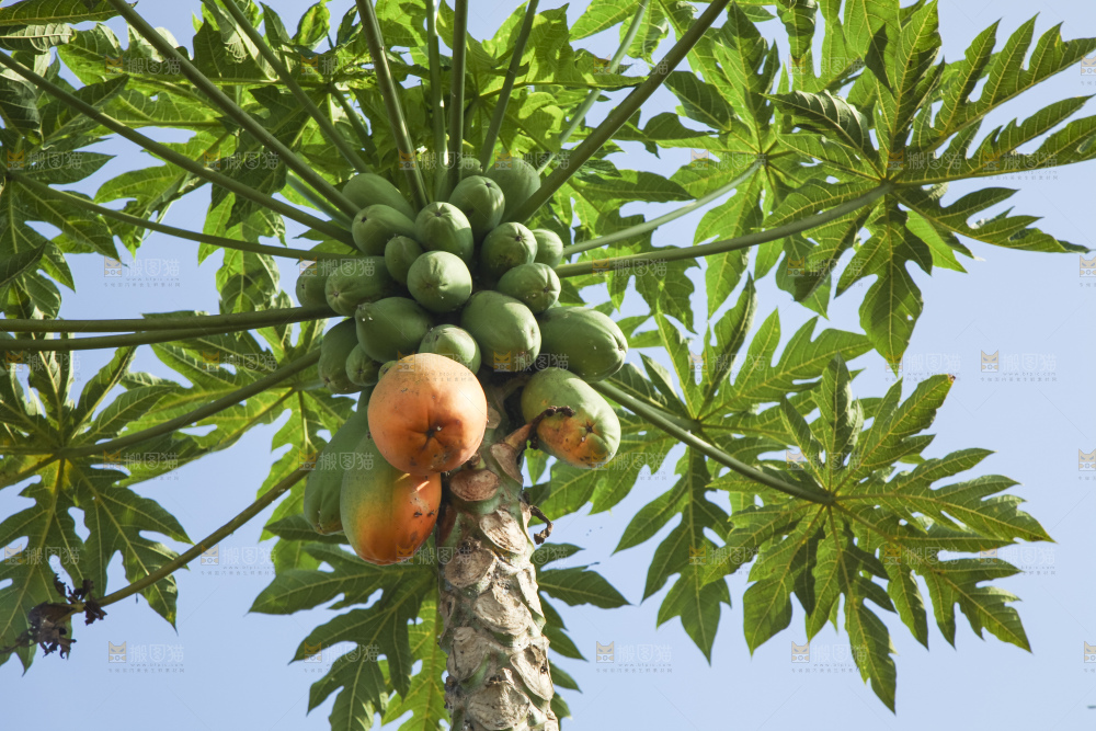 树上的木瓜
