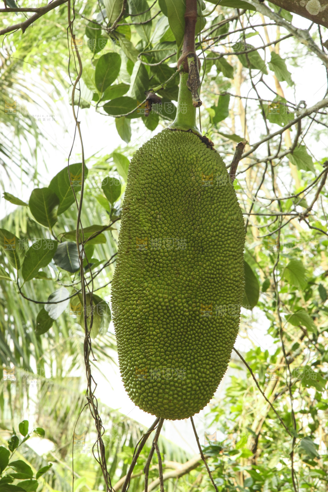 树上的新鲜菠萝蜜