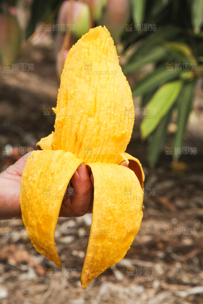 树上的新鲜芒果