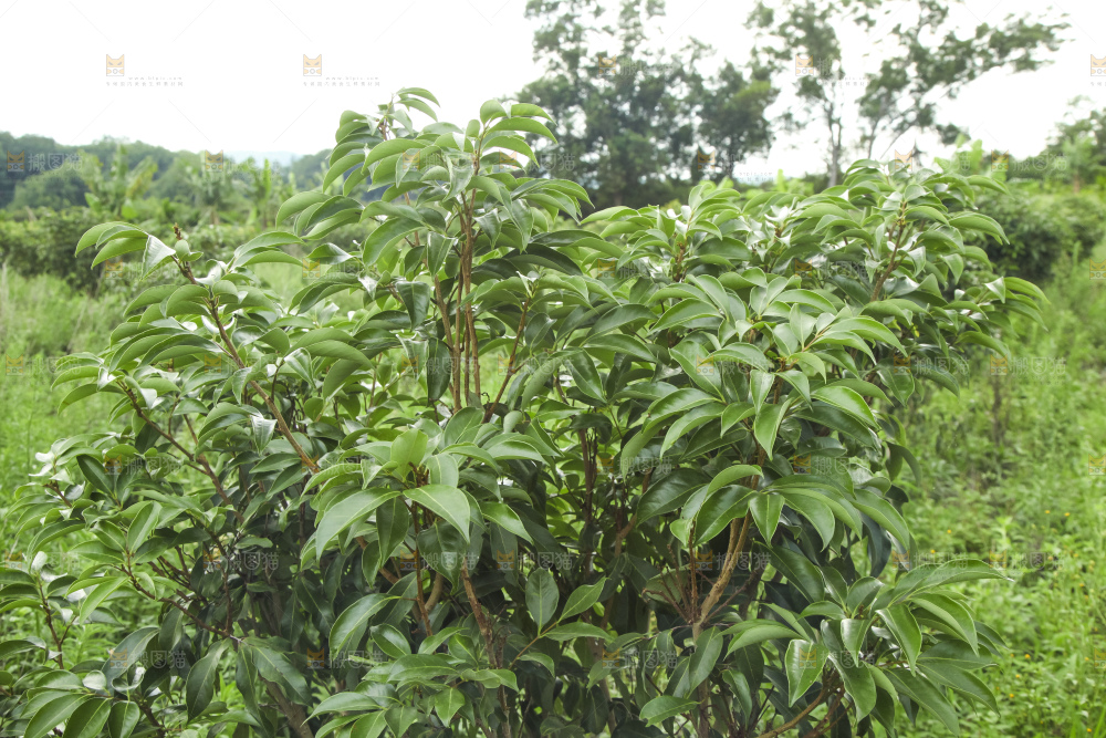 树上的荔枝