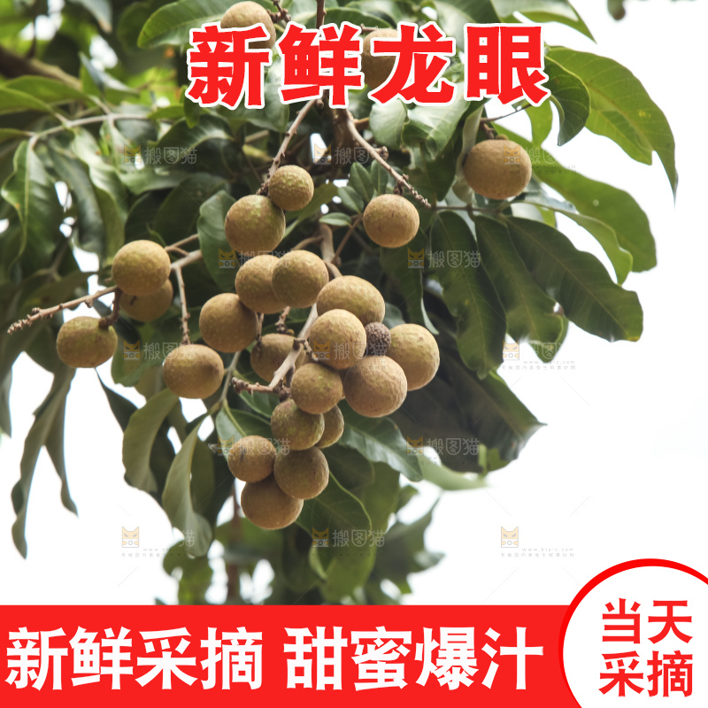 树上的新鲜龙眼