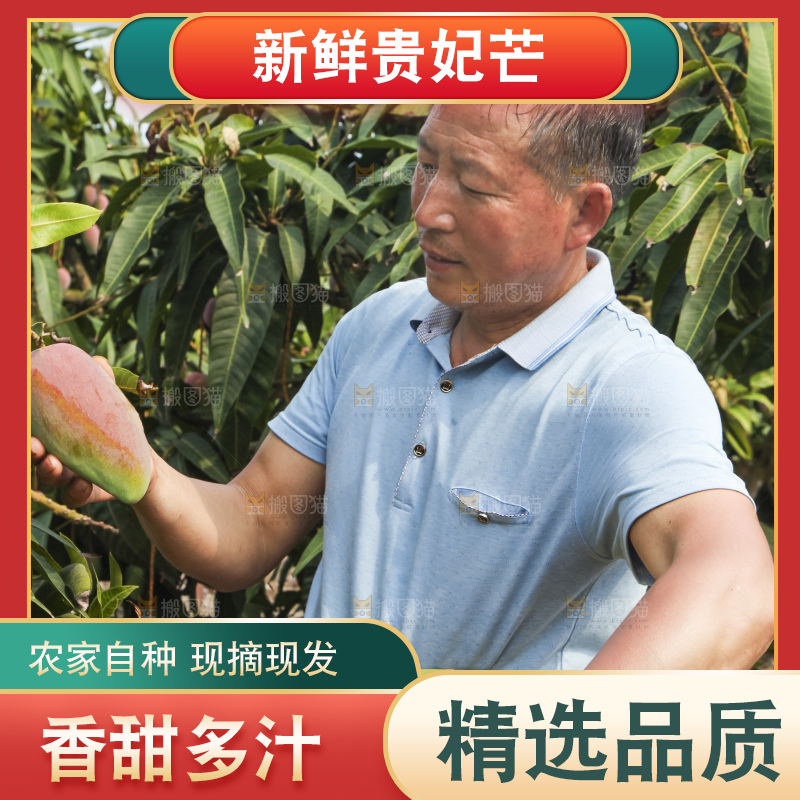 树上的新鲜芒果