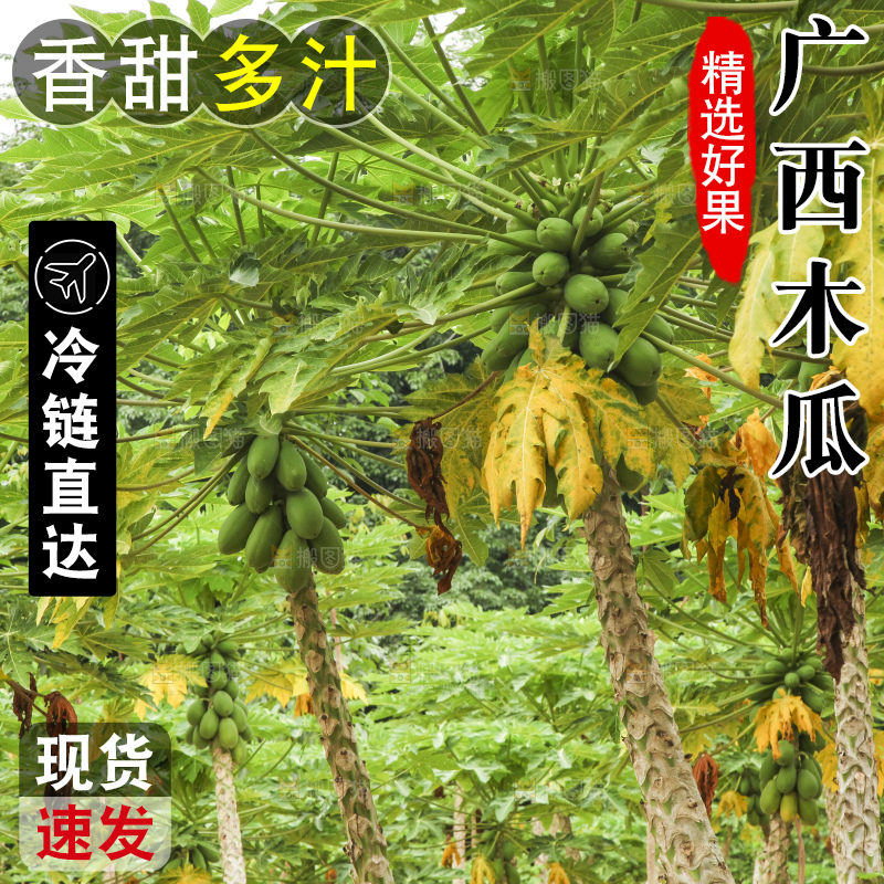 树上的木瓜