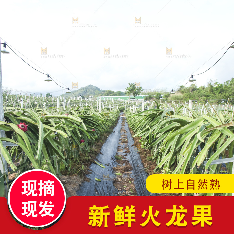 火龙果产地