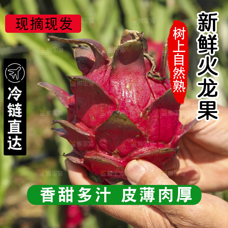 火龙果产地