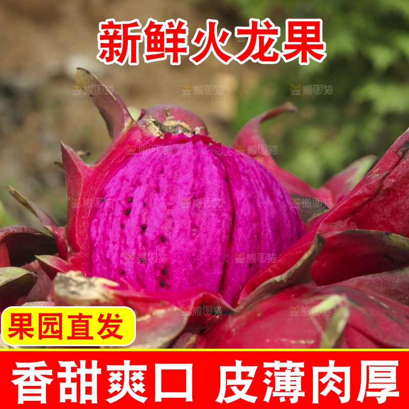 火龙果产地