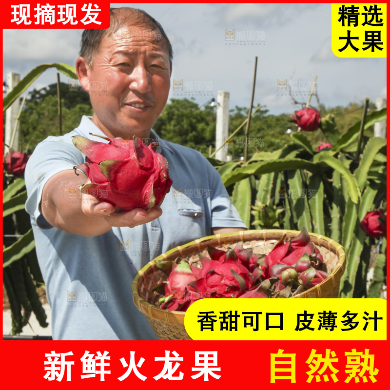 火龙果产地