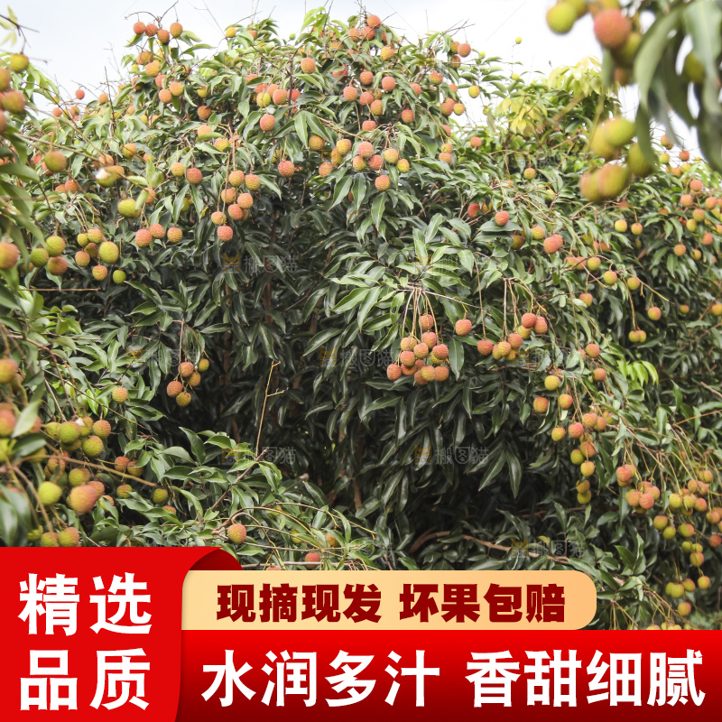树上的荔枝