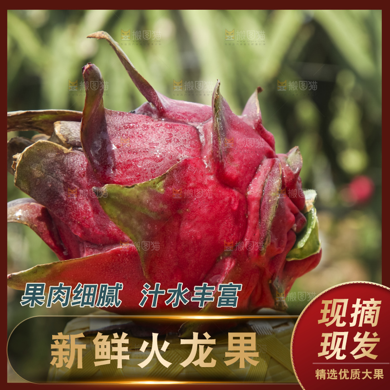 火龙果产地