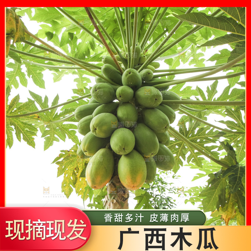 树上的木瓜