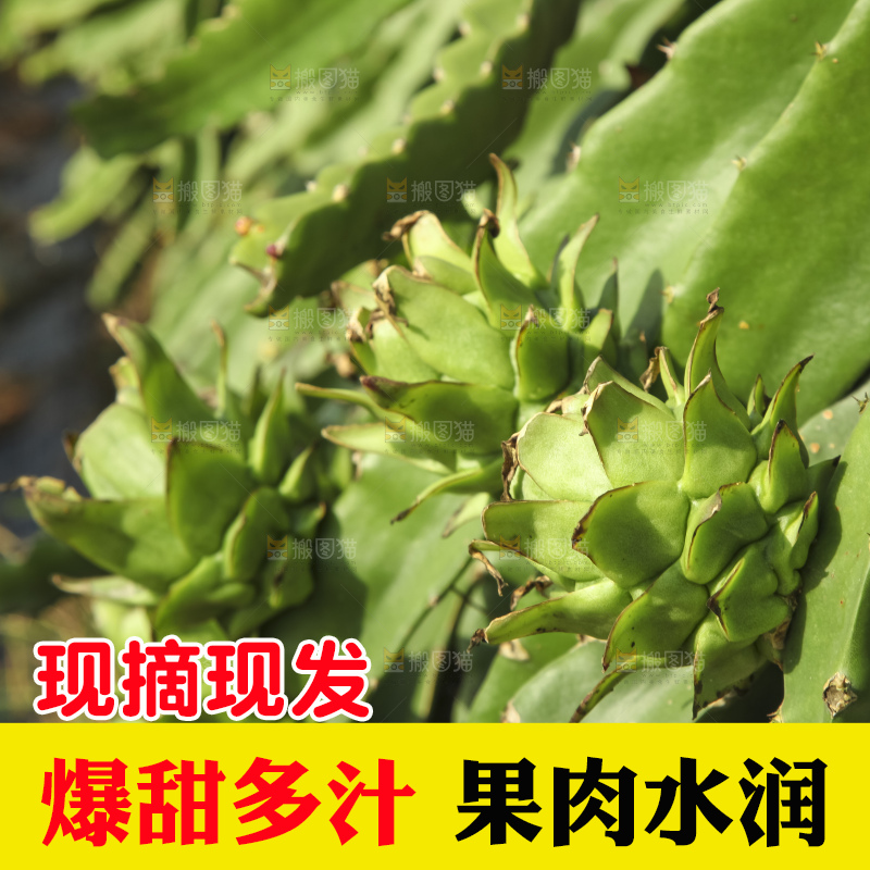 火龙果产地