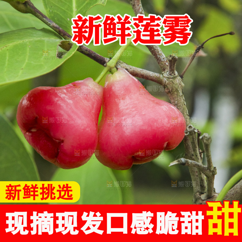 树上的新鲜莲雾