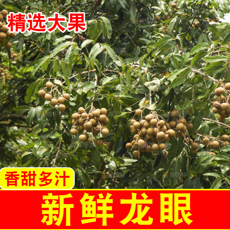 树上的新鲜龙眼