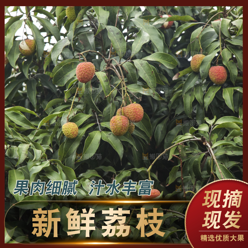 树上的荔枝