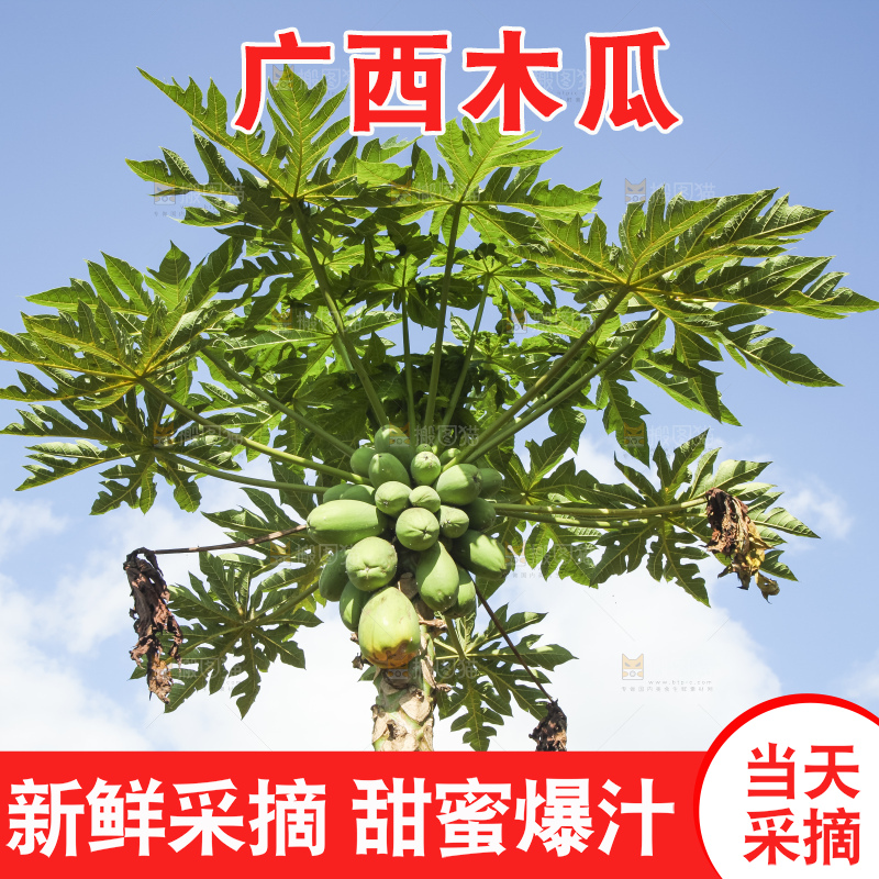 树上的木瓜
