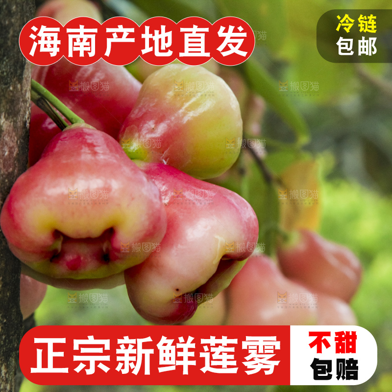 树上的新鲜莲雾