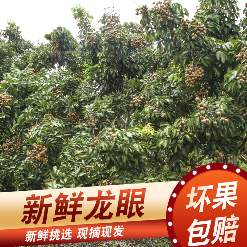 树上的新鲜龙眼